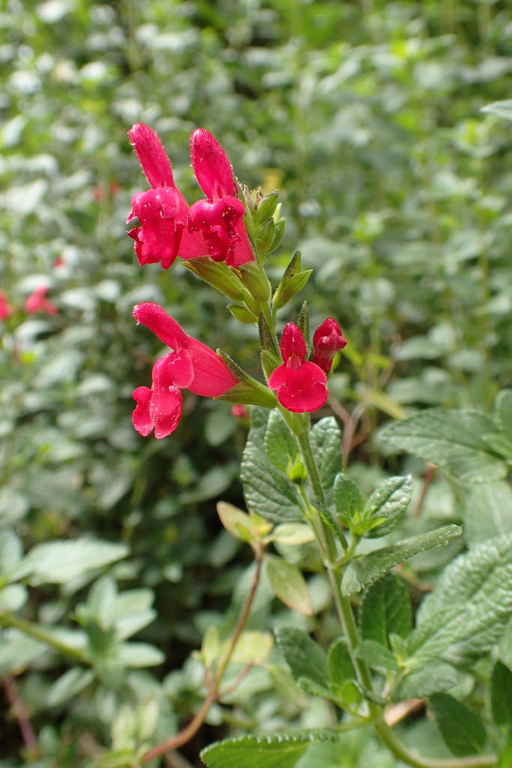 Salvia microphylla (=Salvia grahamii) / Salvia cespugliosa